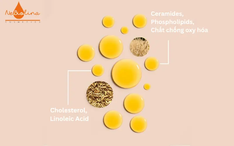 Bộ thành phần độc đáo của dầu yến mạch Oat Lipid e