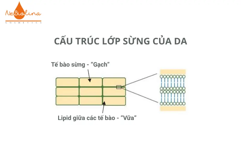 Lớp sừng của da được cấu thành bởi các tế bào da và ba lớp lipid chính