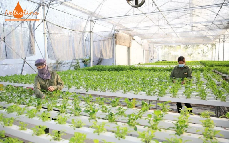 Mô hình canh tác hữu cơ thúc đẩy nền nông nghiệp xanh