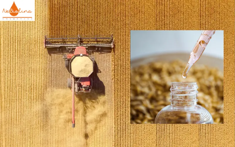 Oat Lipid e được sản xuất theo quy trình bền vững