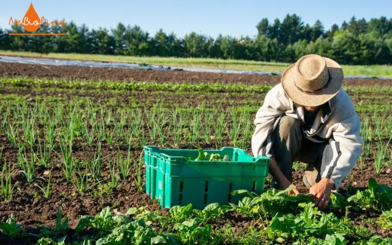 Nông nghiệp hữu cơ là nền tảng của các sản phẩm organic