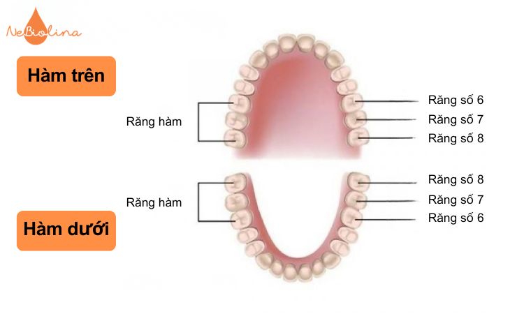 Răng vĩnh viễn của người trưởng thành.