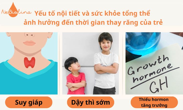 Yếu tố nội tiết và sức khỏe tổng thể cũng ảnh hưởng đến thời điểm thay răng sữa của trẻ.