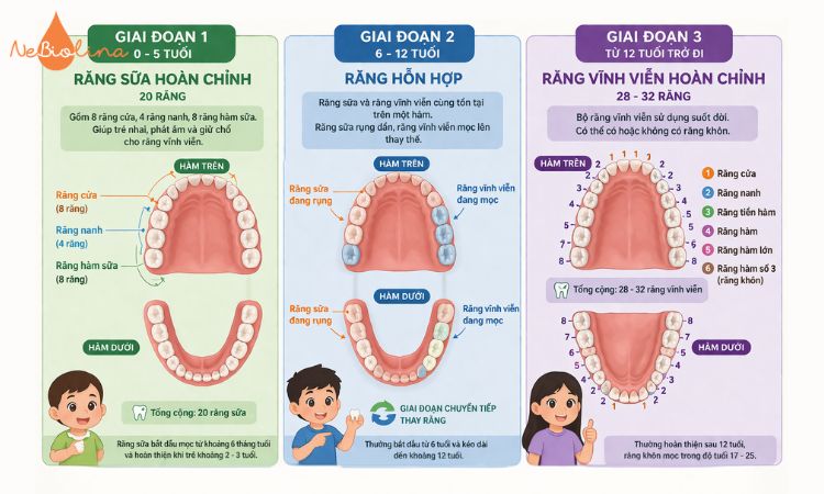 Hình ảnh răng sữa và răng vĩnh viễn qua từng giai đoạn phát triển. 