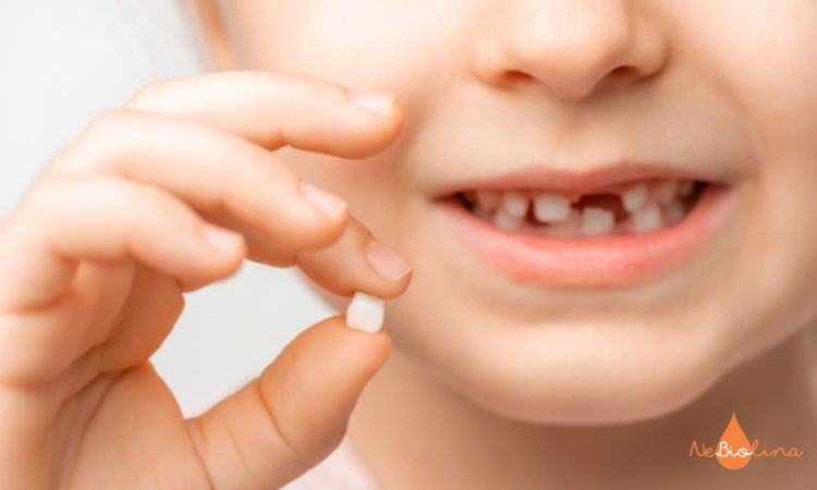 Răng sữa rụng bao lâu thì mọc lại răng vĩnh viễn?