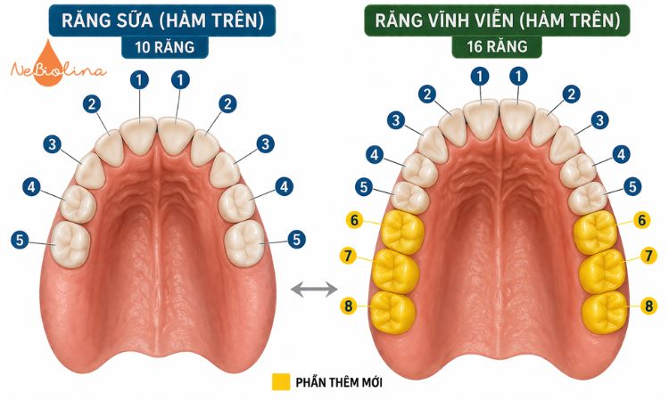 Số lượng răng vĩnh viễn nhiều hơn răng sữa. 