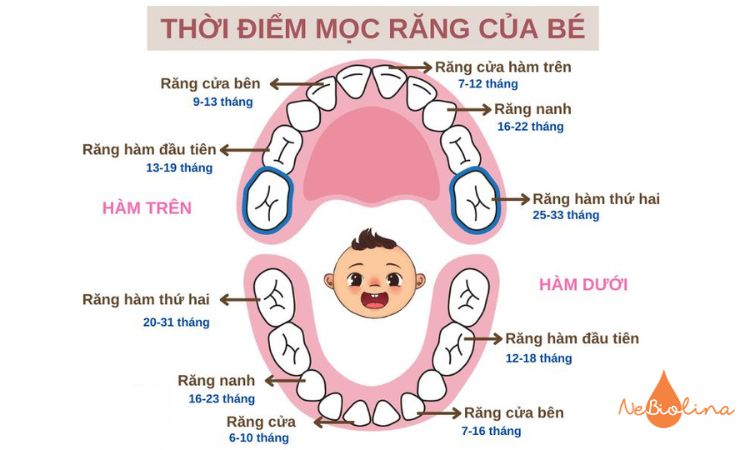 Trình tự mọc răng sữa phổ biến từ 6 tháng đến 30 tháng tuổi