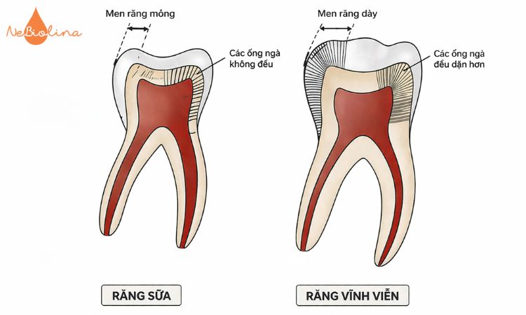 Men răng sữa mỏng, dễ tổn thương, còn men răng vĩnh viễn dày, bền và chịu lực tốt hơn.