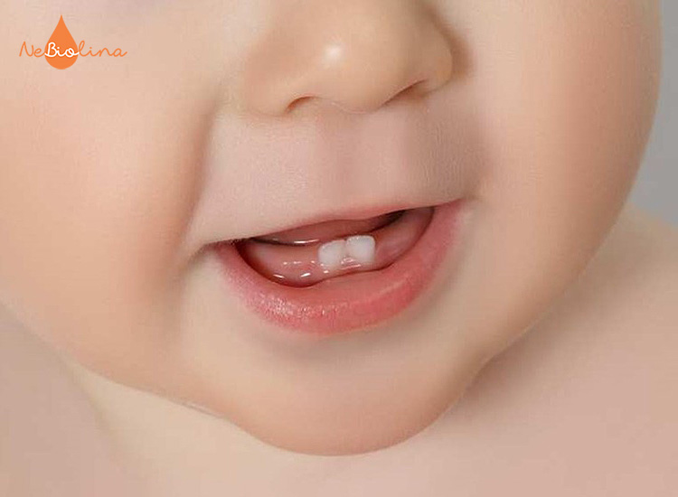 Răng hàm dưới của trẻ thường mọc trước răng hàm trên ở nhiều trường hợp