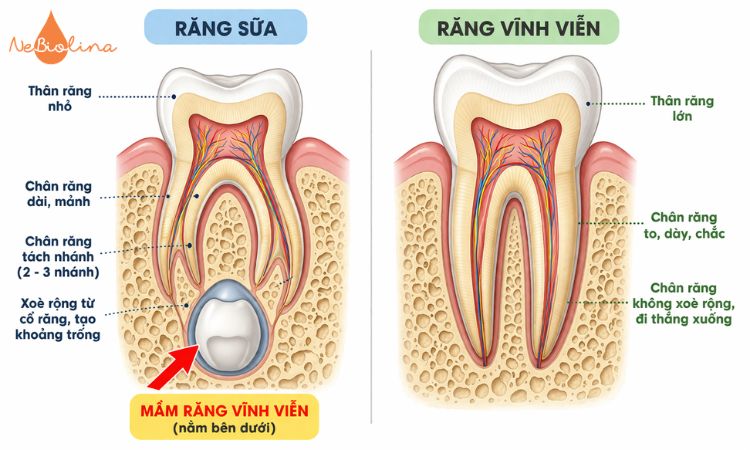 Chân răng sữa và răng vĩnh viễn có sự khác nhau.