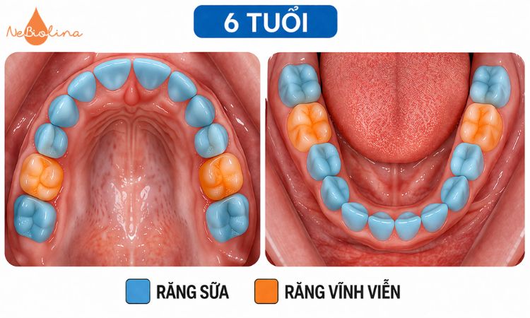 6 tuổi là thời điểm nhiều bé bắt đầu thay răng sữa.