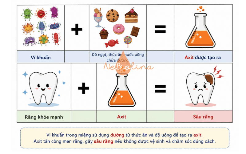Cơ chế sâu răng