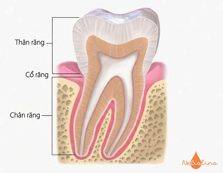 Cấu tạo của răng sữa gồm 3 phần chính
