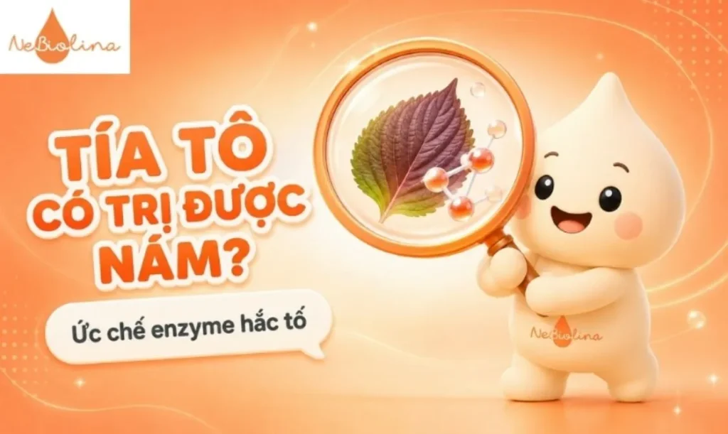 Hoạt chất trong lá tía tô có tác dụng ức chế enzyme tyrosinase