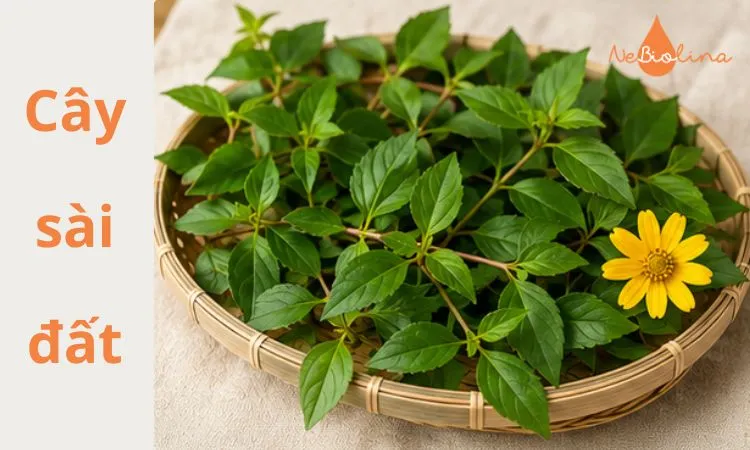 Cây sài đất bản địa