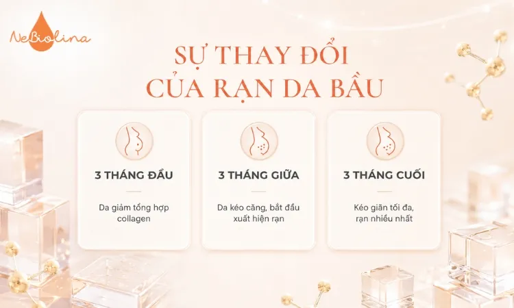 Vết rạn da sẽ thay đổi theo từng giai đoạn của thai kỳ