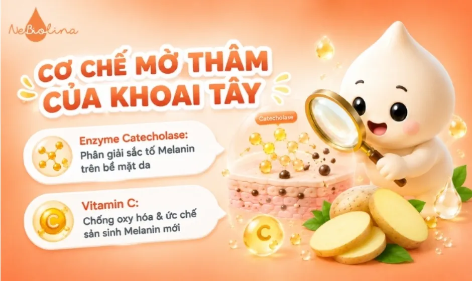 Khoai tây làm sáng da, mờ thâm nhờ Vitamin C và enzyme catecholase
