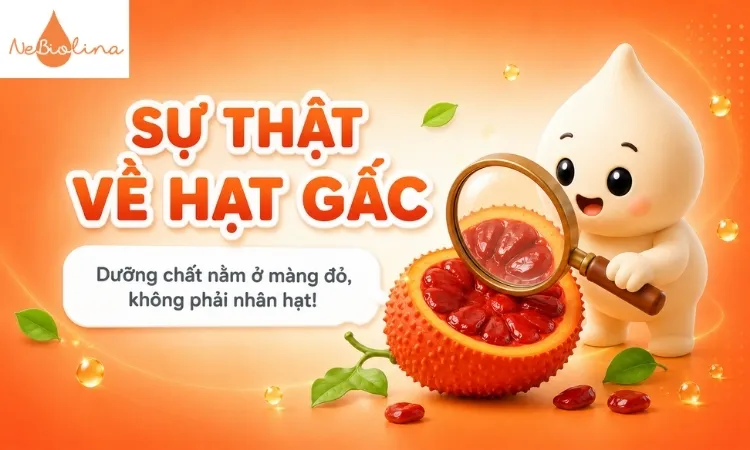 Các chất chống oxy hoá nằm ở lớp màng của hạt gấc