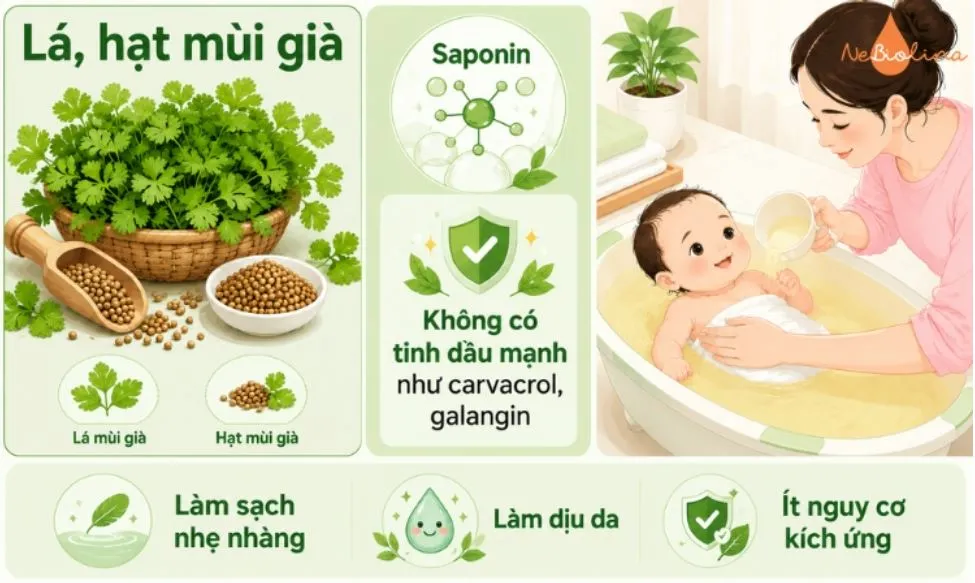 Tắm nước lá mùi già hỗ trợ trị mụn sữa cho bé.