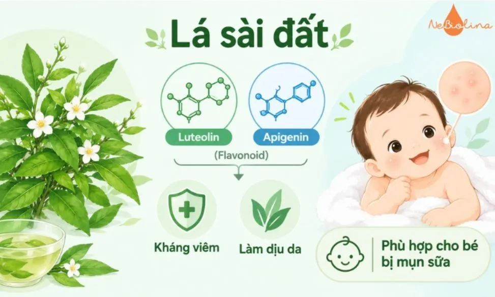 Lá sài đất hỗ trợ trị mụn sữa cho trẻ sơ sinh.