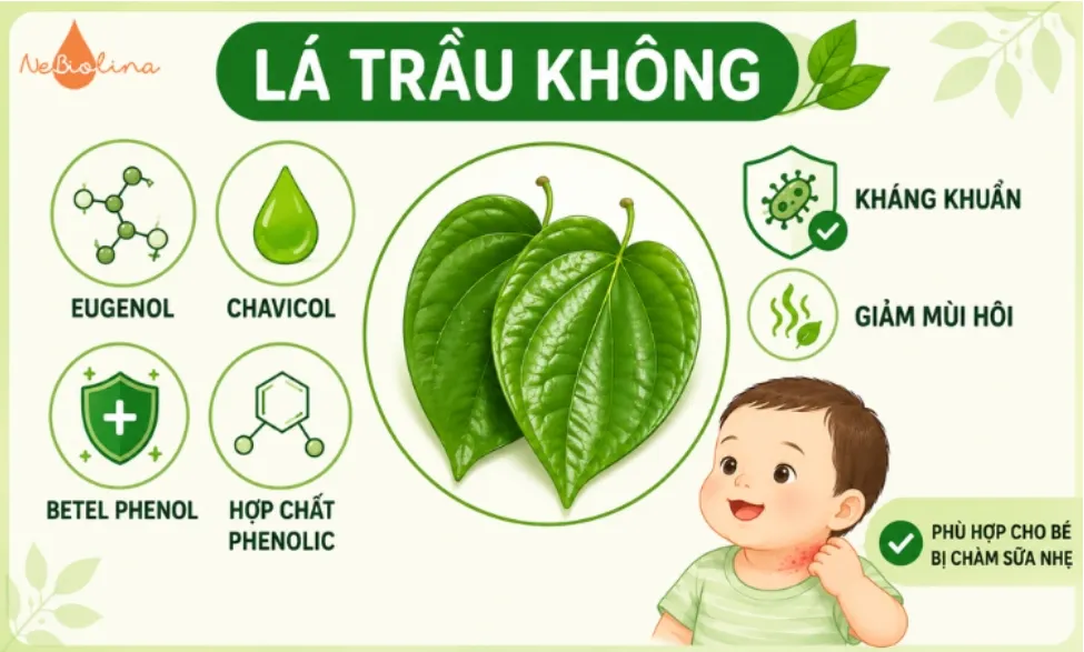 Lá trầu không thường được dùng để tắm cho bé bị chàm sữa. 