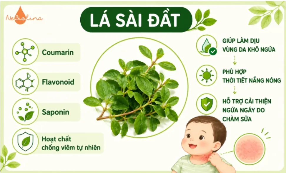 Nước lá sài đất giúp làm dịu vùng da khô khi bị chàm sữa. 