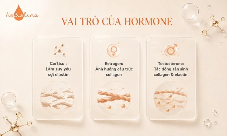 Các hormone như cortisol, estrogen, testosterone có thể ảnh hưởng đến collagen và elastin