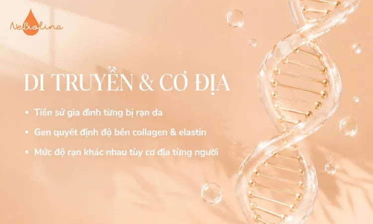 Yếu tố di truyền & cơ địa cũng là một phần nguyên nhân rạn da ở tuổi dậy thì