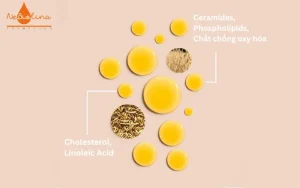 Bộ thành phần độc đáo của dầu yến mạch Oat Lipid e