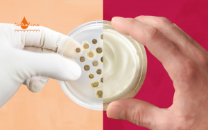 Bìa giới hạn vi sinh vật trong mỹ phẩm