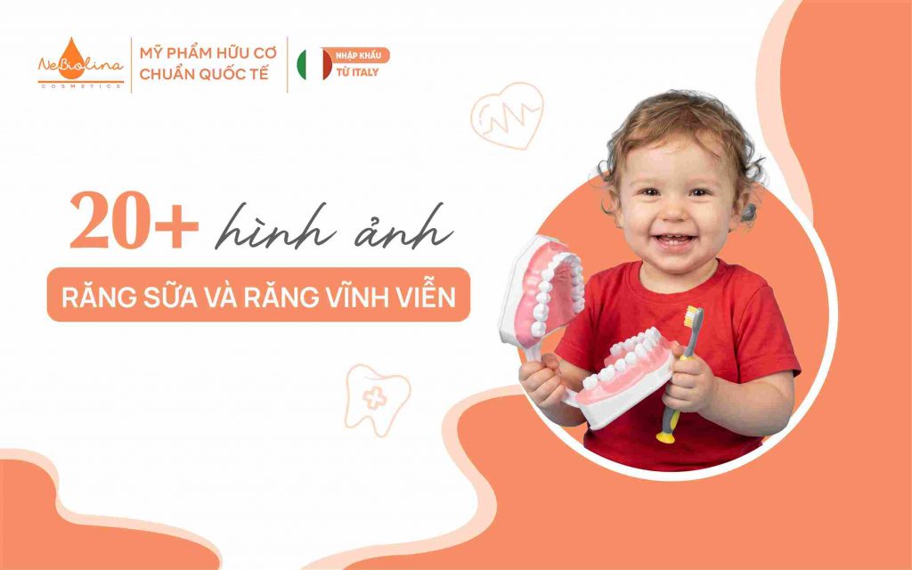Hình ảnh răng sữa và răng vĩnh viễn