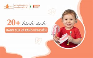 Hình ảnh răng sữa và răng vĩnh viễn
