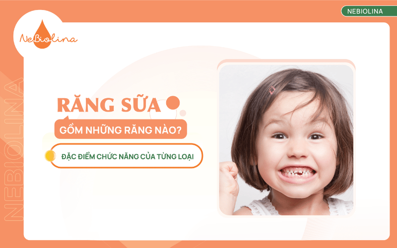 răng sữa là những răng nào