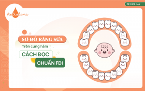 sơ đồ răng sữa