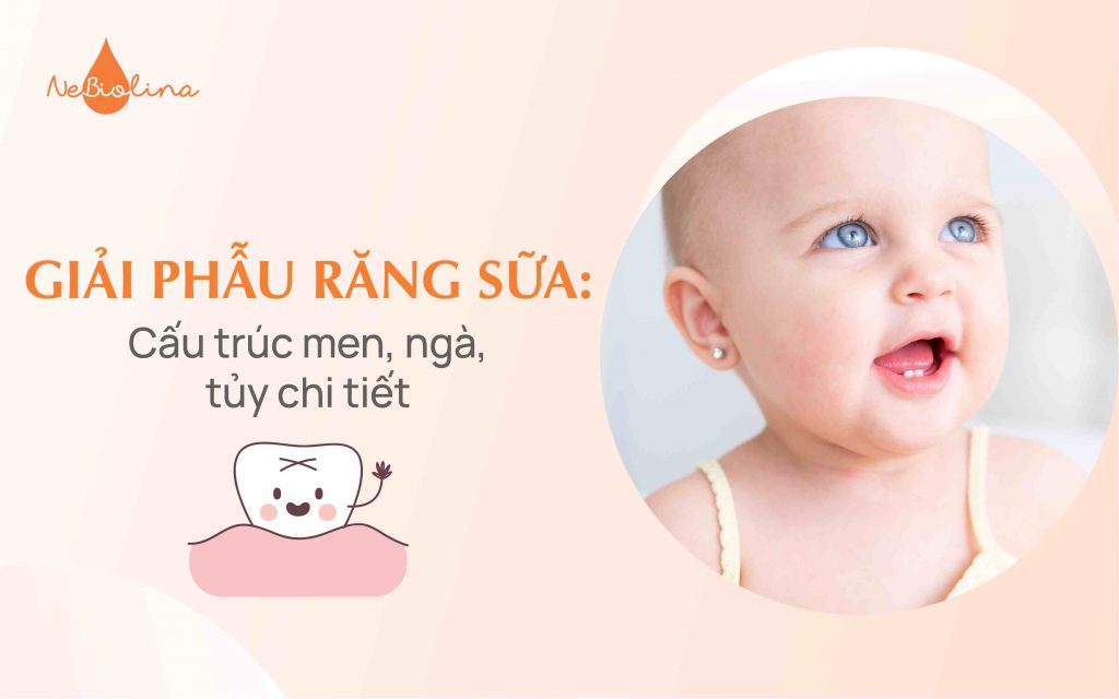 Giải phẫu răng sữa: Cấu trúc men, ngà, tủy chi tiết