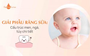 Giải phẫu răng sữa: Cấu trúc men, ngà, tủy chi tiết
