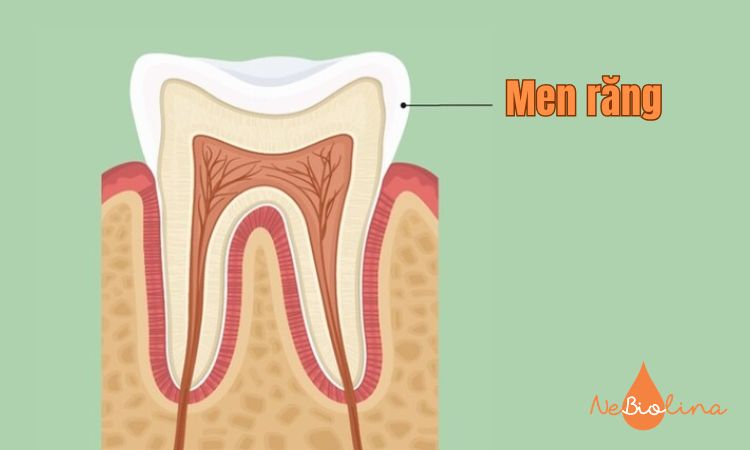 Men răng là lớp ngoài cùng có khả năng tái khoáng.
