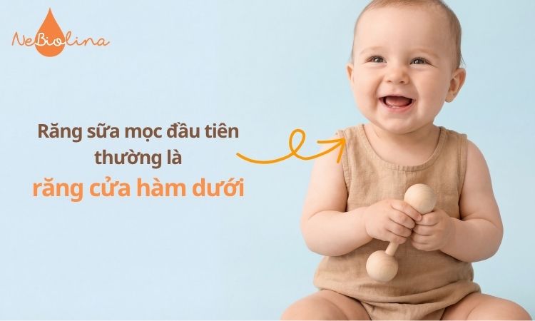 Răng cửa hàm dưới thường là chiếc răng sữa đầu tiên của bé.