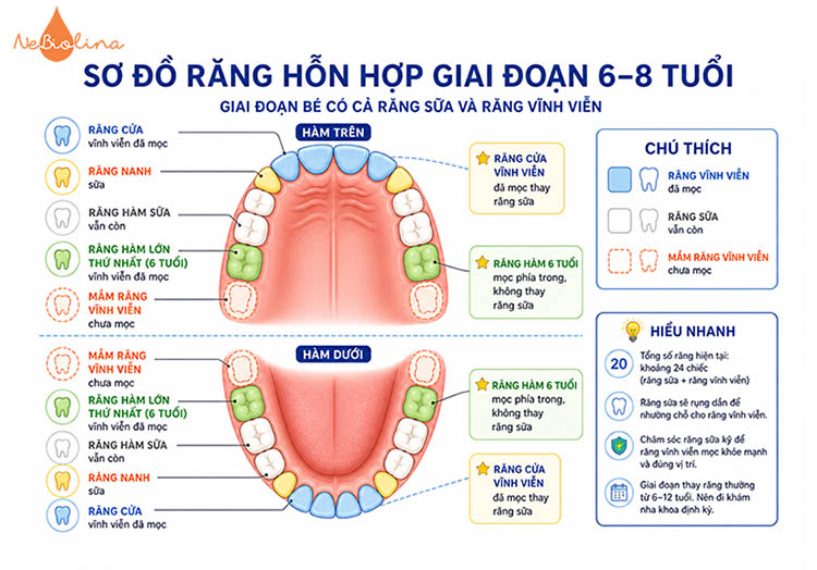 Sơ đồ răng hỗn hợp giai đoạn 6-8 tuổi