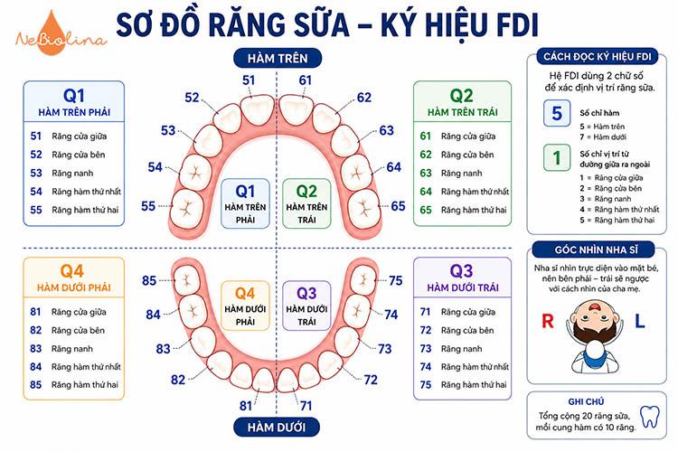 Sơ đồ chia thành 4 góc phần tư thể hiện chi tiết các răng trong hàm