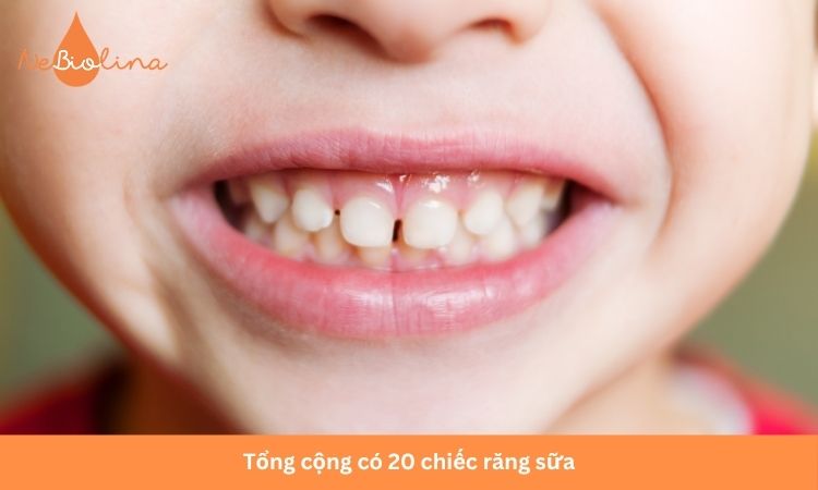 Bộ răng sữa hoàn thiện có tổng cộng 20 chiếc.
