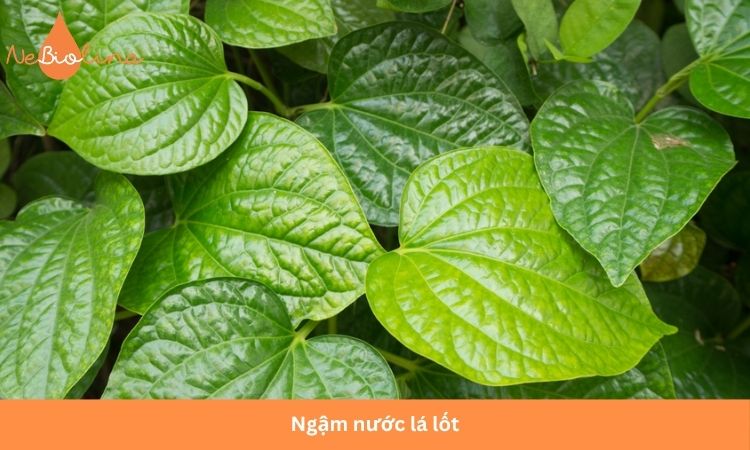 Nước lá lốt có khả năng kháng khuẩn phù hợp với người sâu răng mức độ nhẹ.