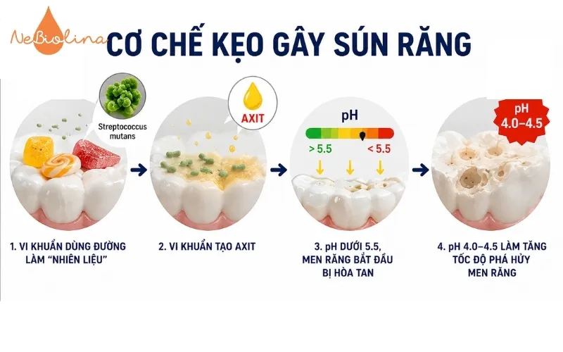 Cơ chế ăn kẹo sún răng 