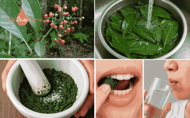 Giã lá lấu với muối để hỗ trợ giảm sâu răng 