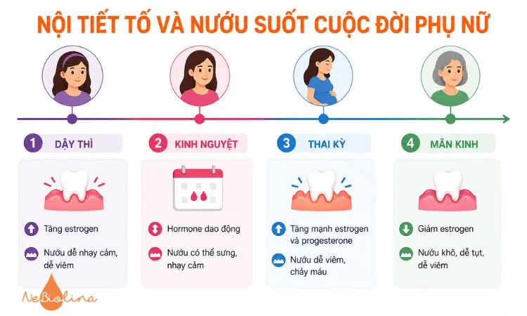 Thay đổi nội tiết tố có thể làm nướu nhạy cảm và dễ viêm hơn.