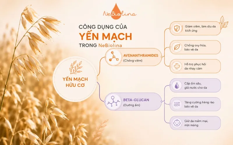 Yến mạch có nhiều công dụng tuyệt vời đối với làn da