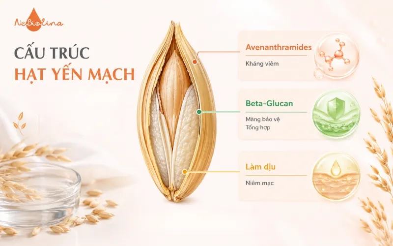 Avenanthramides và Beta-Glucan trong yến mạch giúp kháng viêm, dưỡng ẩm