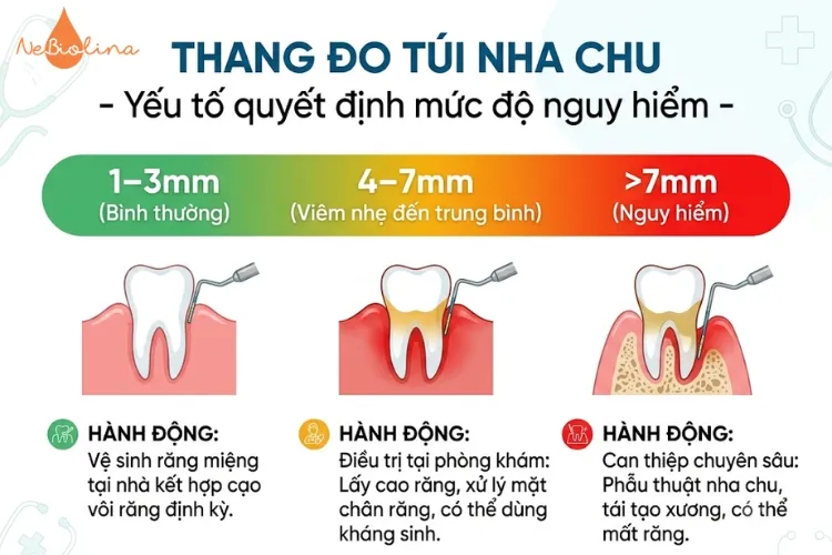 Thang đo túi nha chu